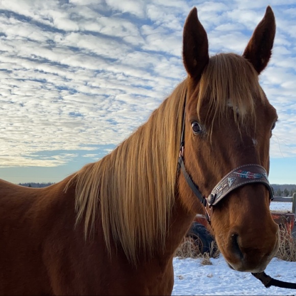 Meet your Posher, Katey - Picture 1 of 1